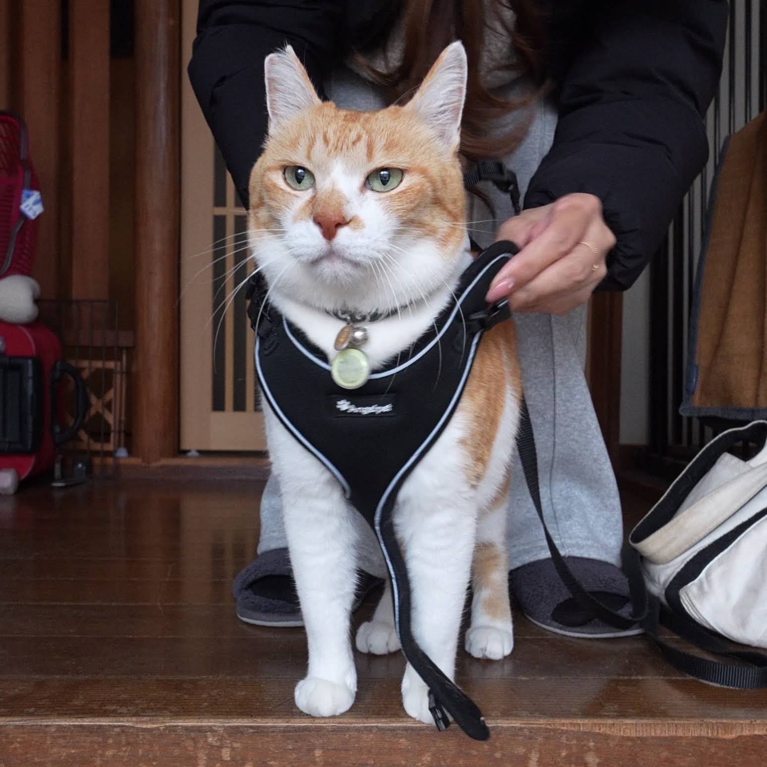 Post from 元野良猫チャチャとR me