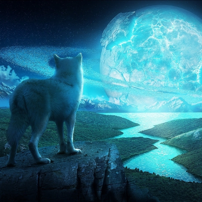 FeralStorm 