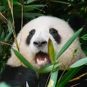 PandaMoods 