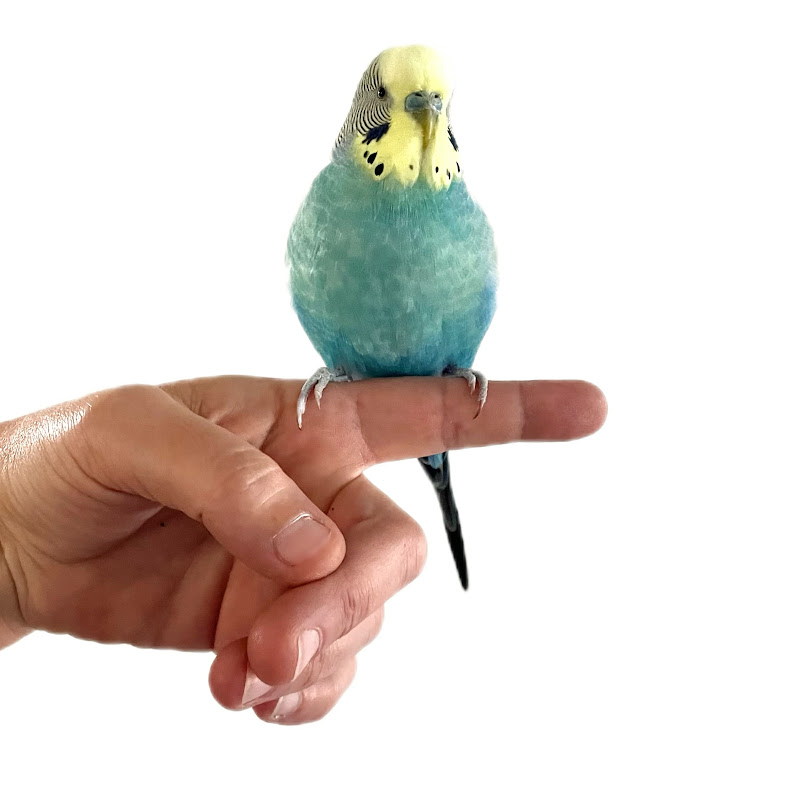 Raisin the Budgie