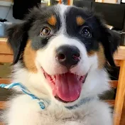 犬さんカイルと猫さんキウイ