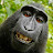 @famous-monkey