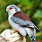 @birbonfire