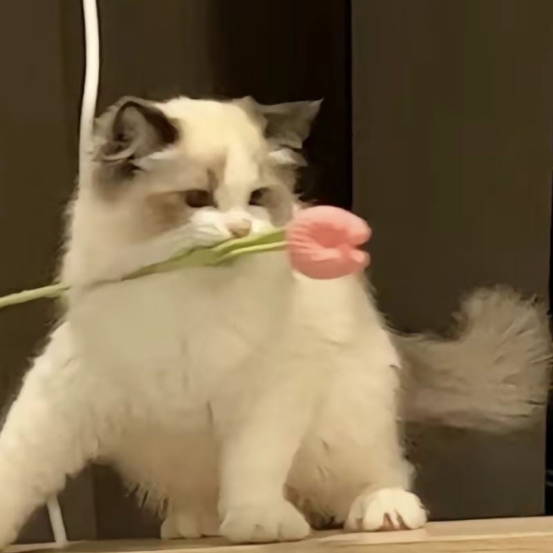 猫咪看小说 Logo