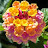 @fumofiori
