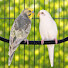 ChTCizeyWWA-channel-avatar-Budgie Chirp House