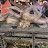 @Firedragon-f6o