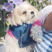 Hi Petlovers 