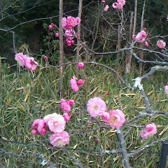西村俊哉アイコン画像