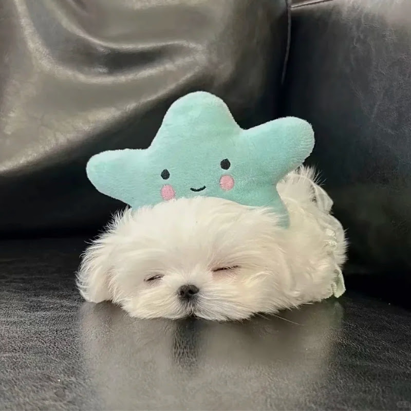 LoopyOddShelf