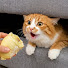 9A59_QE2124-channel-avatar-Pets Fun Zone