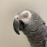 d1Dl8albMQ4-channel-avatar-Birdy Birdy Birdy