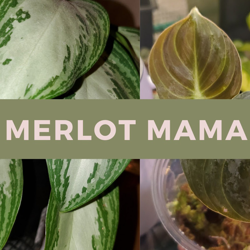 Merlot Mama