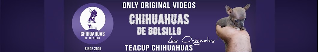 Chihuahuas de Bolsillo Avatar del canal de YouTube