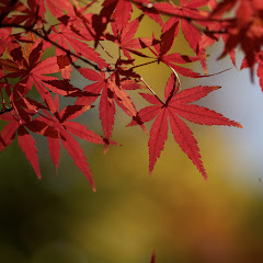 MJの金管楽器基礎能力向上委員会アイコン画像