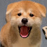 chhecHY97fI-channel-avatar-秋田犬みんなのみこちゃん