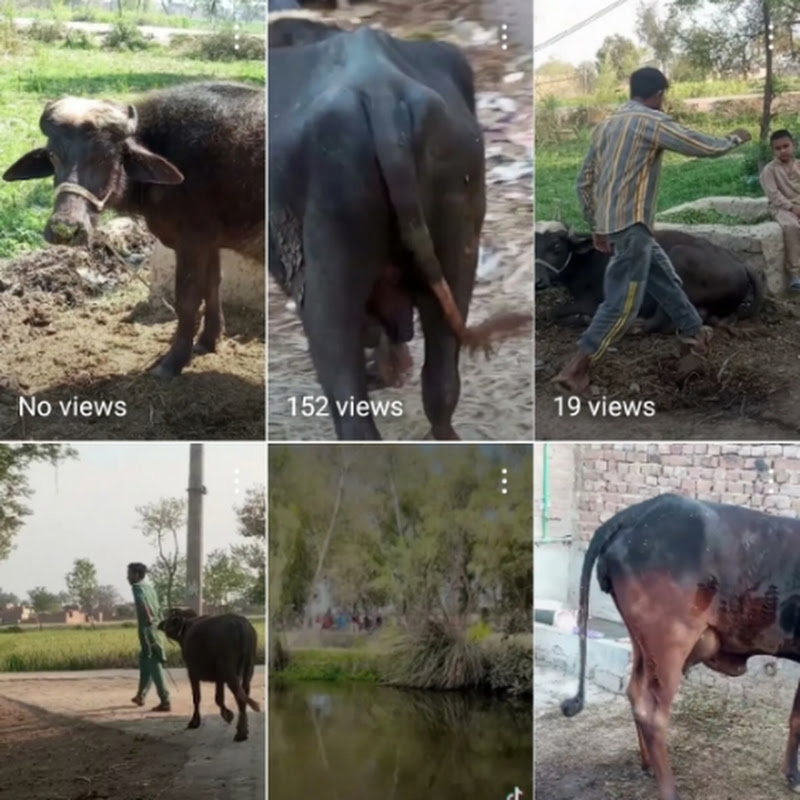 Hire Zaheer Bhatti — Animal Behavior Studies YouTube creator for sponsorships