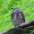 Owl296