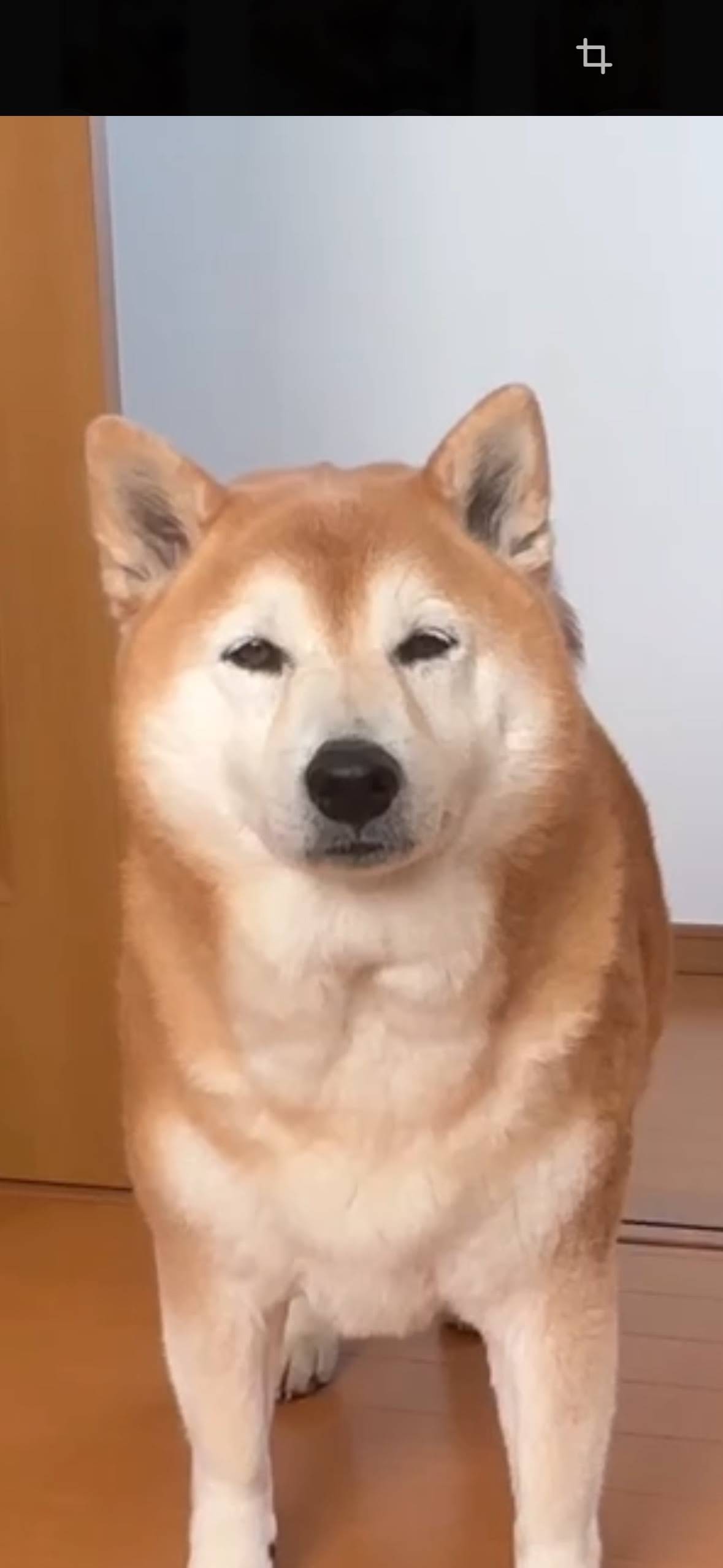 柴犬くん☆骨 YouTube