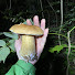 vLdJ9SGN91Q-channel-avatar-Cervo_SR [Mushrooms]