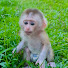 bri4xrkIfqE-channel-avatar-Monkey Rika Family