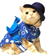 チーム猫松本家シヴァとロイとハン