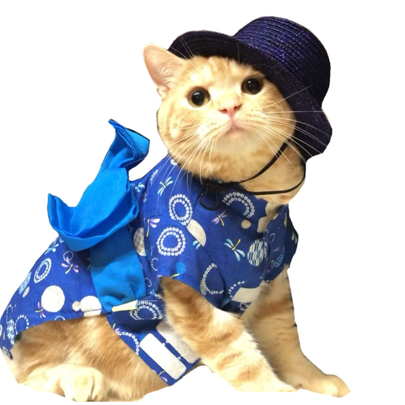 チーム猫松本家シヴァとロイとハン