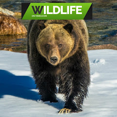 WildlifeOnVideo avatar