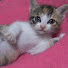 kQwdCKbk8Qc-channel-avatar-ねこねこチャンネル（Park cat）