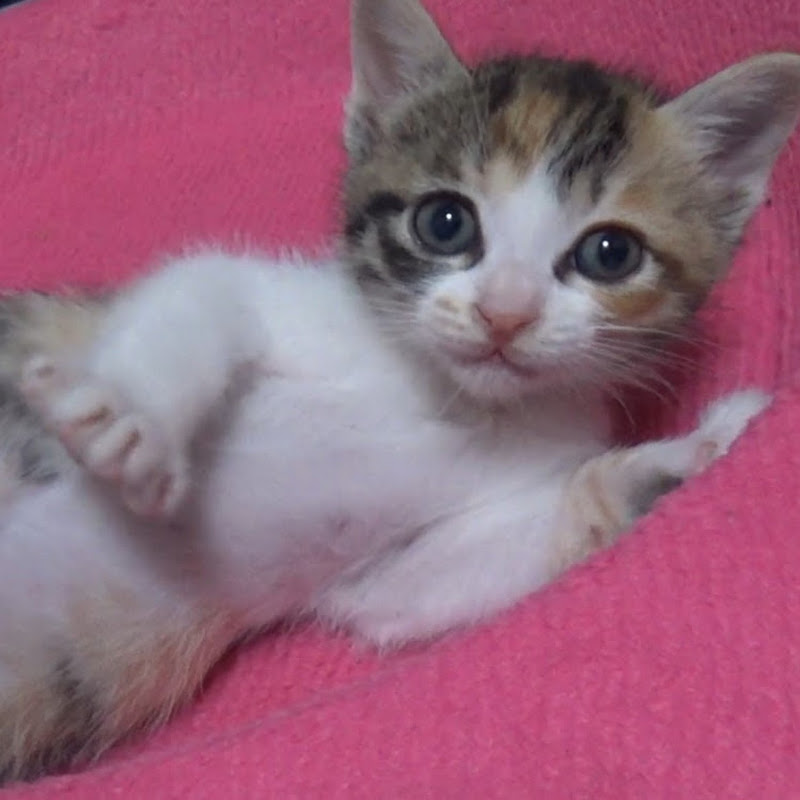 ねこねこチャンネル（Park cat） YouTubeチャンネル画像