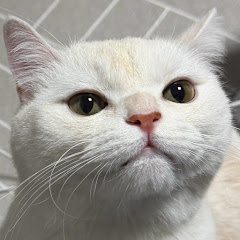 똑띠고양이 근보리