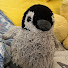 Yay0ePkWjOc-channel-avatar-Penguiniroarey