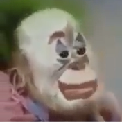 Dois Macacos 