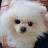 @벚꽃나무-l8s