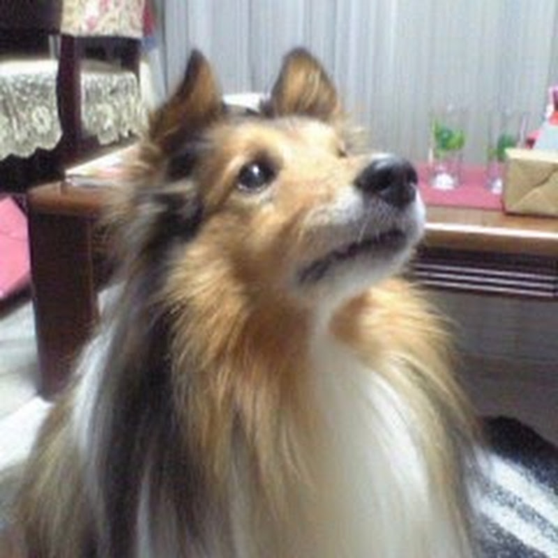 カッサー / Game Ch.