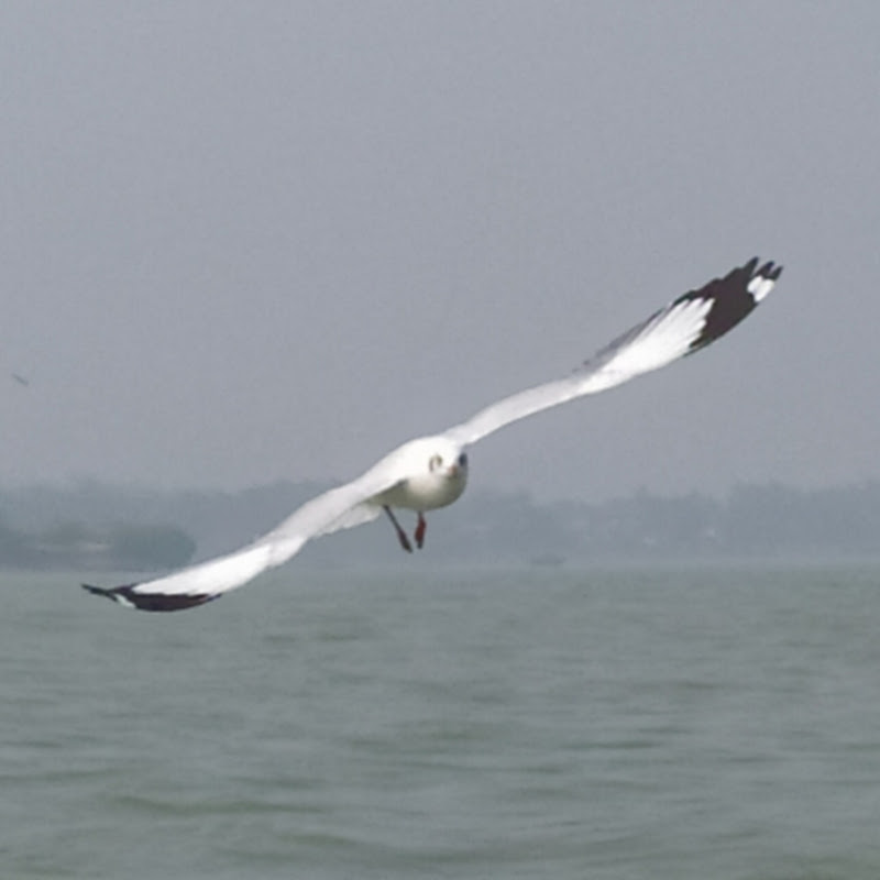 Kumarsiba