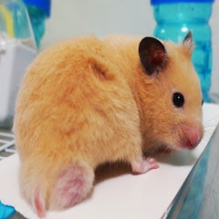 Pooh hamsterアイコン画像