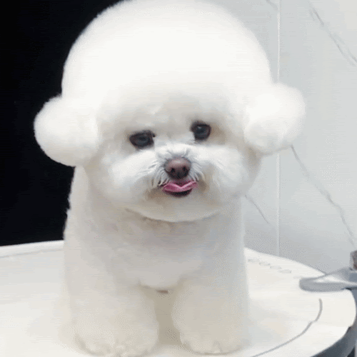 Post from Doggo World