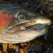 Fly fishing