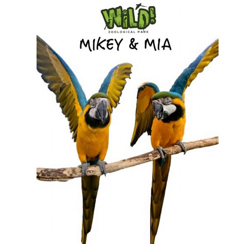 Mikey The Macaw & Friends