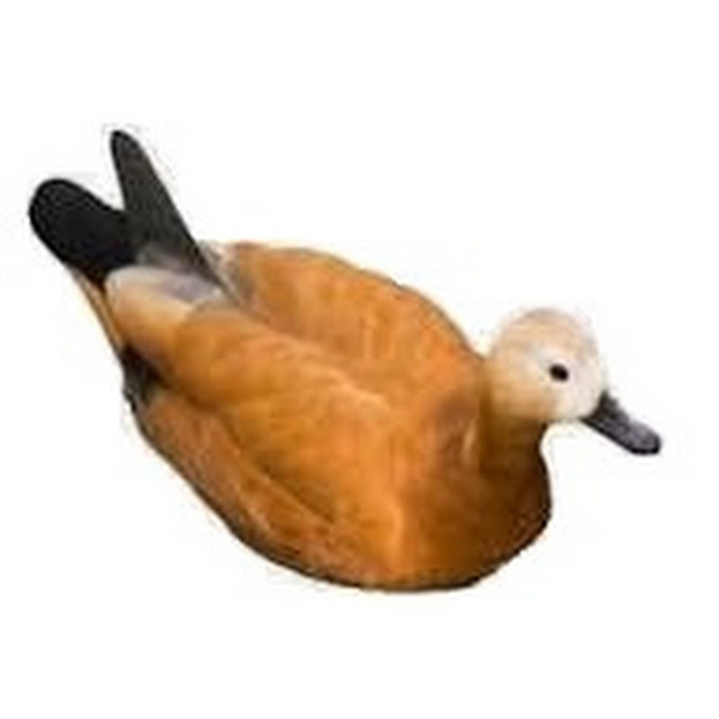 A Ginger Duck