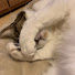 1Z2mgvlednU-channel-avatar-AI〜40代の旅・日常vlog〜ときどきネコ🐱