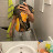 @tristangrant5802