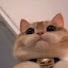 FCEcWmxrRKU-channel-avatar-shyphy