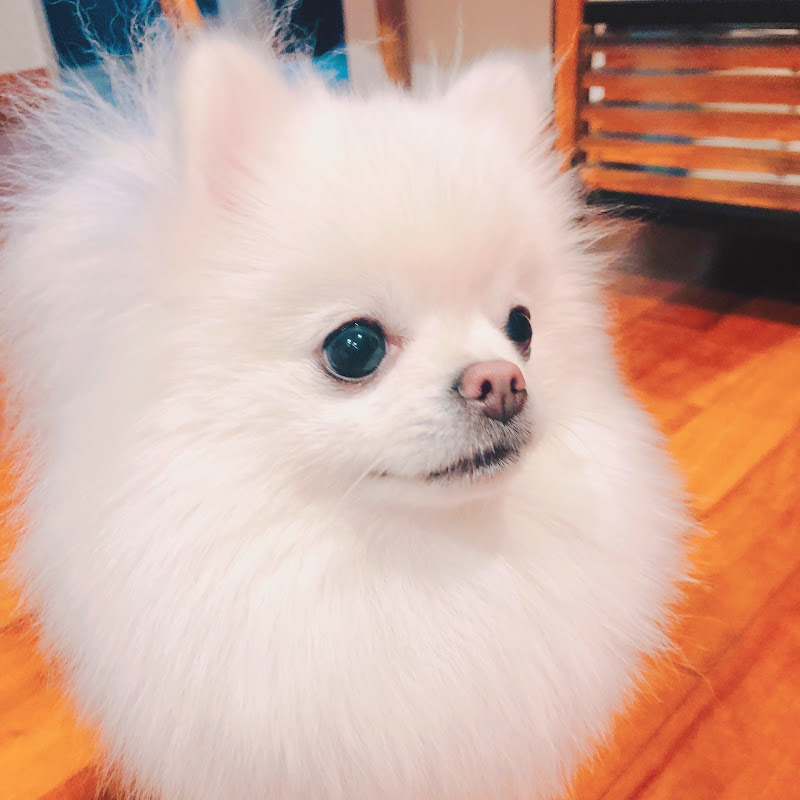 레체 Leche