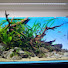 8ReB8HOEnlw-channel-avatar-Aquascaping the World by BM
