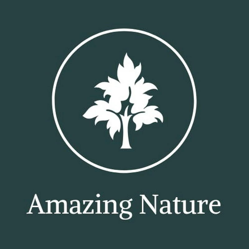 AMAZING NATURE 