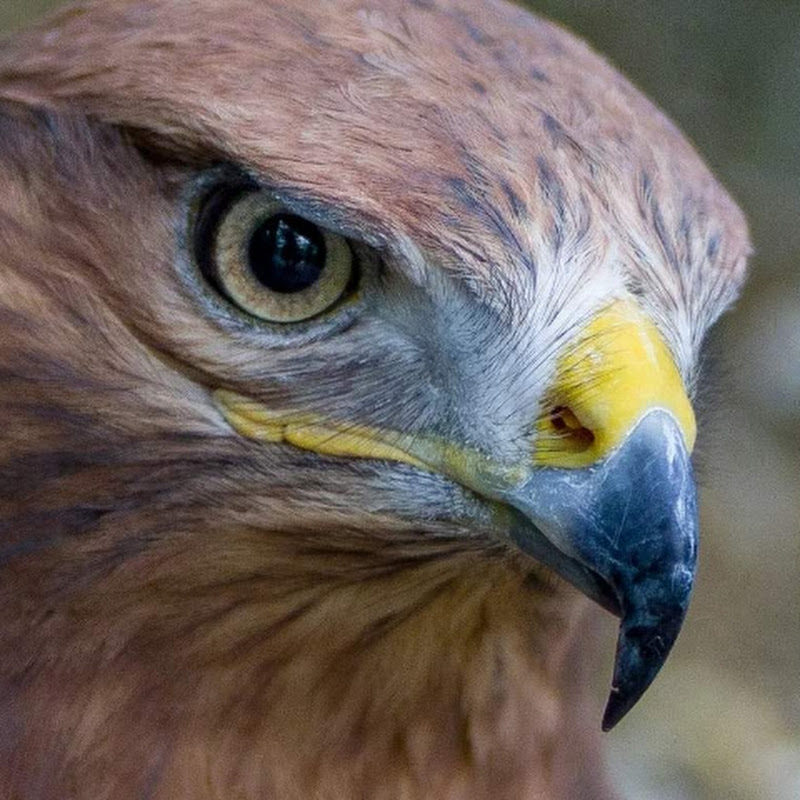 Охота-рыбалка. ПИЖМА. Жизнь в деревне. Logo