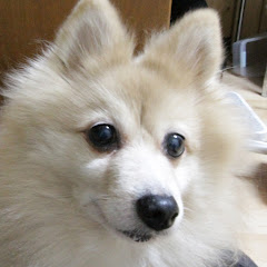 Cotton Yukki ・癒やしと悩みに寄り添う時間“A Safe Space for You