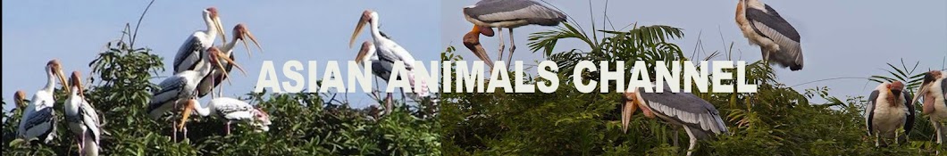 ASIAN ANIMALS CHANNEL Avatar de canal de YouTube